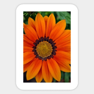 Orange Gazania African Daisies Summer Flower Sticker